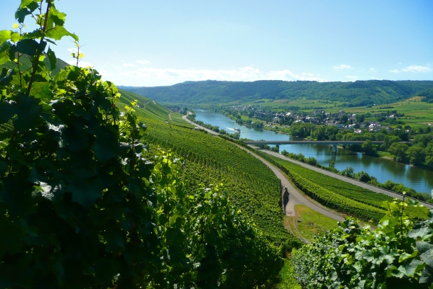 The bend of the river Moselle near Kinheim